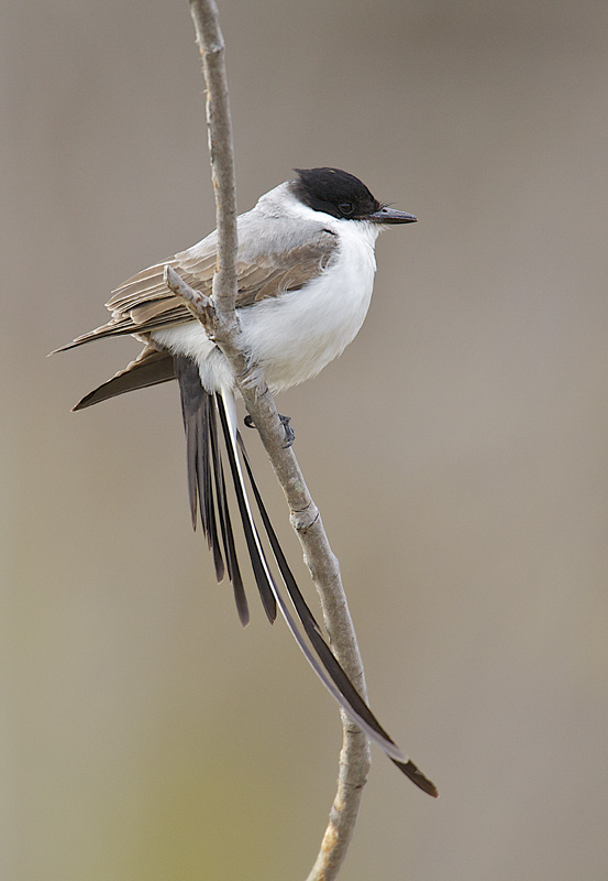 FORK-TAILED FLYCATCHER RODDA